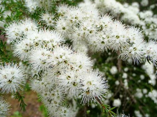 Kunzea ambigua